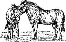 Иллюстрация к книге — Поймайте мне колобуса [pic31.jpg]