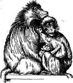 Иллюстрация к книге — Поймайте мне колобуса [pic4.jpg]