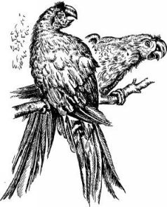 Иллюстрация к книге — Поймайте мне колобуса [pic6.jpg]