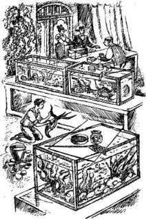 Иллюстрация к книге — Филе из палтуса [pic9.jpg]