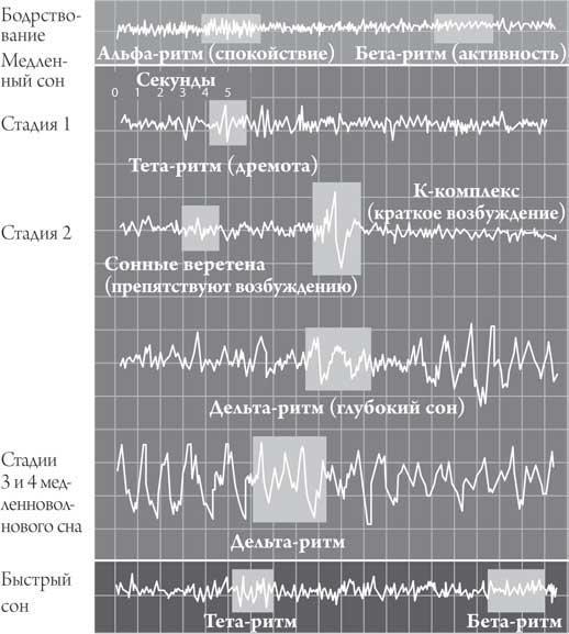 Иллюстрация к книге — Мозг и сознание [i_007.jpg]