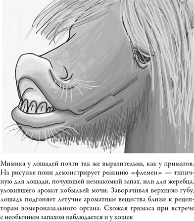 Иллюстрация к книге — Последнее объятие Мамы [i_008.jpg]