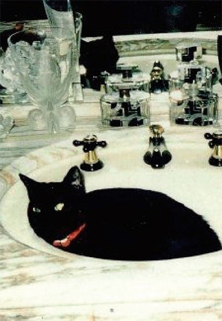 Иллюстрация к книге — Меркьюри и я. Богемская рапсодия, любовь и котики [i_027.jpg]