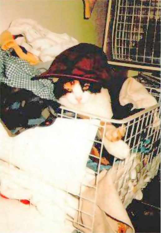 Иллюстрация к книге — Меркьюри и я. Богемская рапсодия, любовь и котики [i_030.jpg]