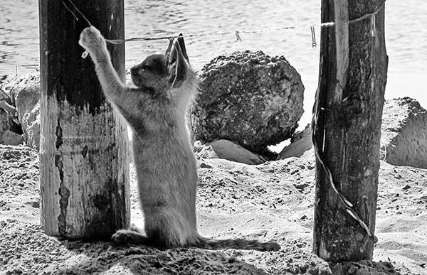 Иллюстрация к книге — Все сказки старого Вильнюса. Продолжение [i_027.jpg]