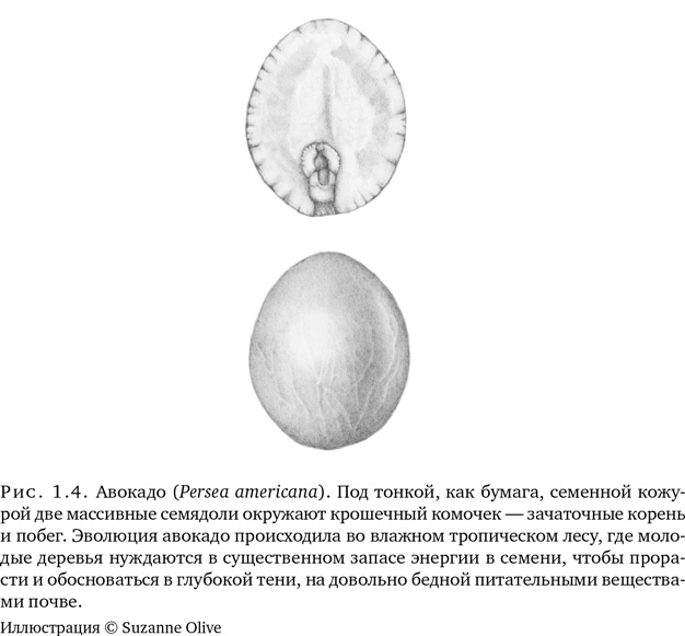 Иллюстрация к книге — Триумф семян [i_006.jpg]