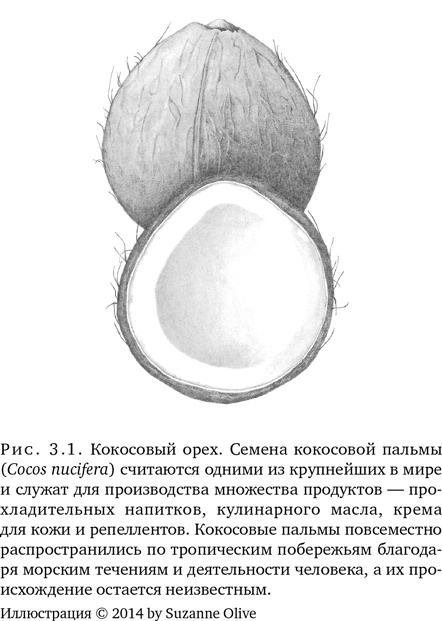 Иллюстрация к книге — Триумф семян [i_010.jpg]