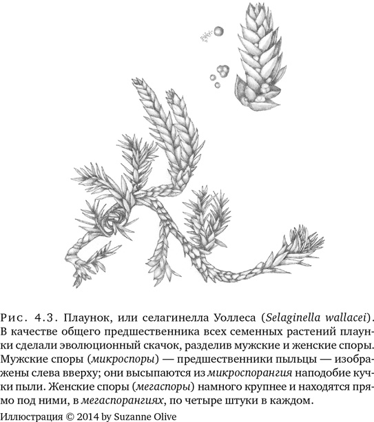 Иллюстрация к книге — Триумф семян [i_014.jpg]