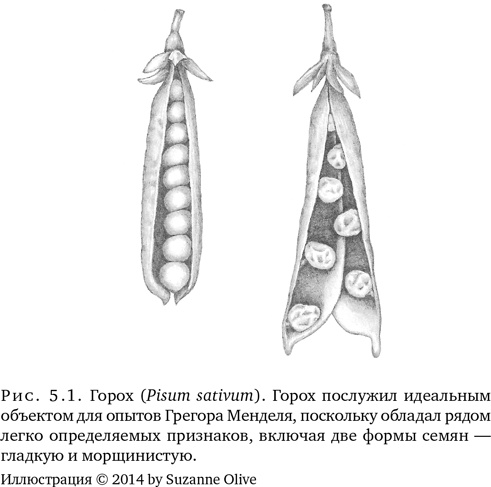 Иллюстрация к книге — Триумф семян [i_015.jpg]