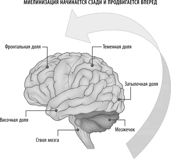 Иллюстрация к книге — Полюби свой мозг [i_015.jpg]