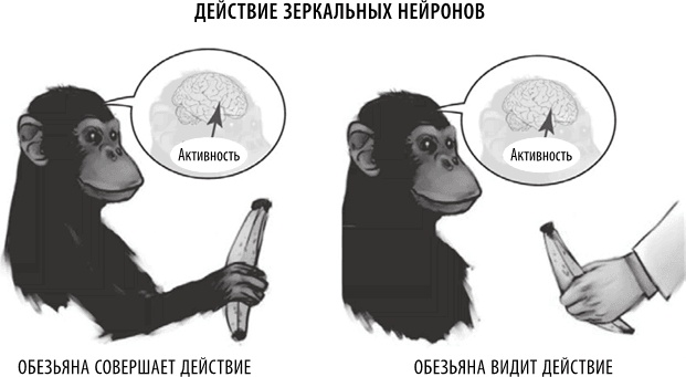 Иллюстрация к книге — Полюби свой мозг [i_025.jpg]