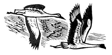 Иллюстрация к книге — Лира Белаква [i_037.jpg]