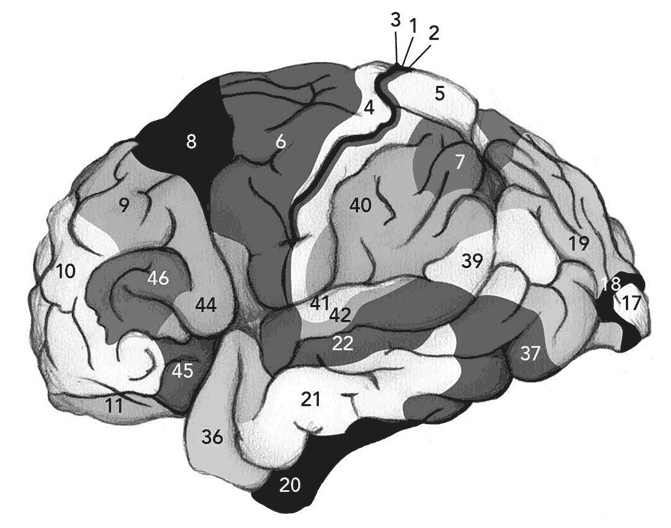 Иллюстрация к книге — Мозговой штурм. Детективные истории из мира неврологии [i_005.jpg]