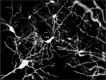 Иллюстрация к книге — Мозг. Как он устроен и что с ним делать [i_003.jpg]