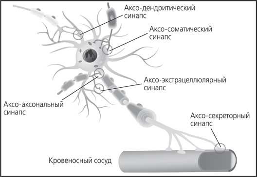 Иллюстрация к книге — Мозг. Как он устроен и что с ним делать [i_007.jpg]