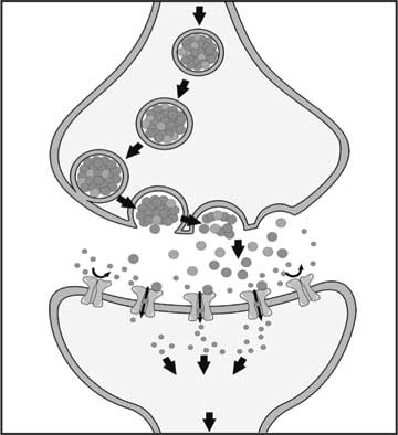 Иллюстрация к книге — Мозг. Как он устроен и что с ним делать [i_008.jpg]