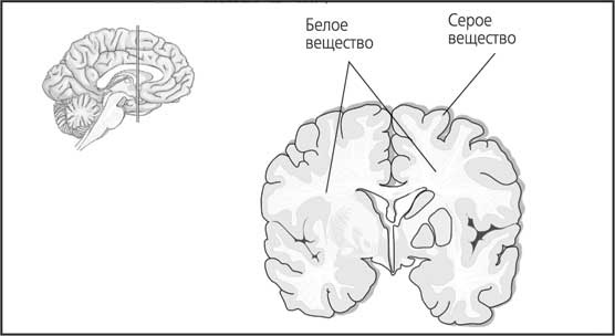 Иллюстрация к книге — Мозг. Как он устроен и что с ним делать [i_015.jpg]