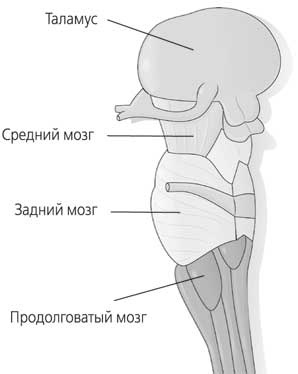 Иллюстрация к книге — Мозг. Как он устроен и что с ним делать [i_022.jpg]