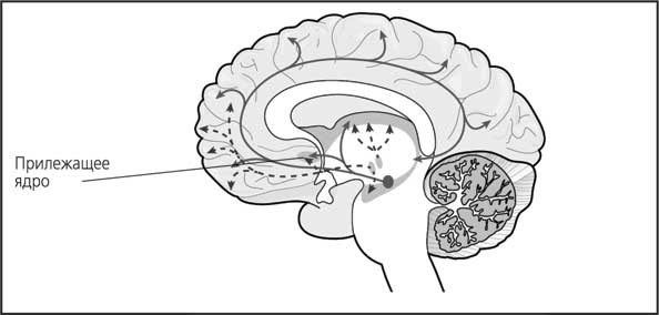 Иллюстрация к книге — Мозг. Как он устроен и что с ним делать [i_024.jpg]