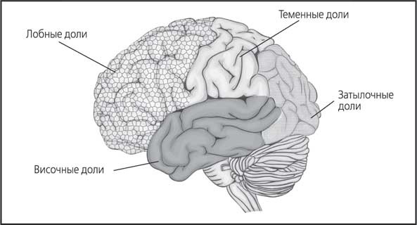 Иллюстрация к книге — Мозг. Как он устроен и что с ним делать [i_026.jpg]