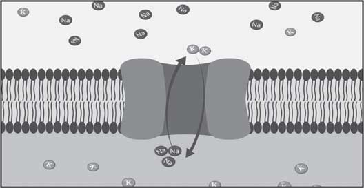 Иллюстрация к книге — Мозг. Как он устроен и что с ним делать [i_028.jpg]