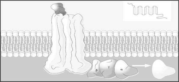 Иллюстрация к книге — Мозг. Как он устроен и что с ним делать [i_030.jpg]
