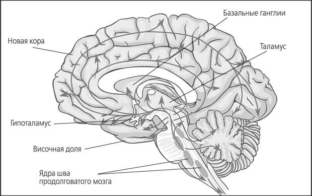 Иллюстрация к книге — Мозг. Как он устроен и что с ним делать [i_033.jpg]
