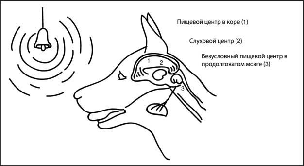 Иллюстрация к книге — Мозг. Как он устроен и что с ним делать [i_035.jpg]