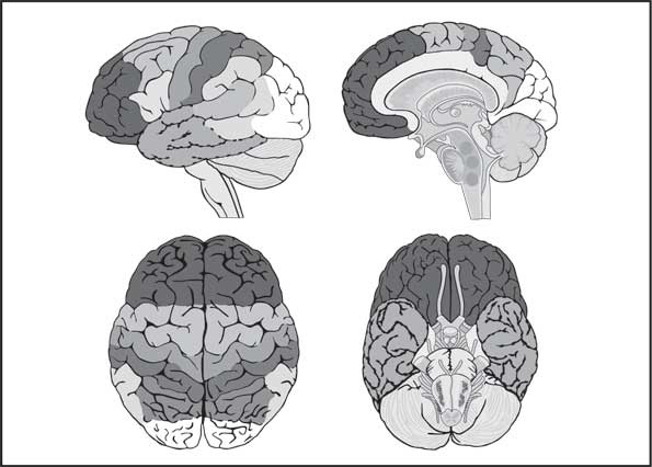 Иллюстрация к книге — Мозг. Как он устроен и что с ним делать [i_043.jpg]