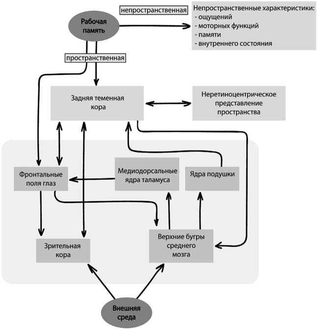 Иллюстрация к книге — Мозг. Как он устроен и что с ним делать [i_047.jpg]