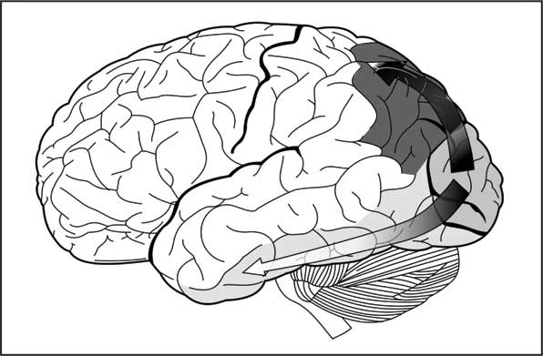 Иллюстрация к книге — Мозг. Как он устроен и что с ним делать [i_048.jpg]
