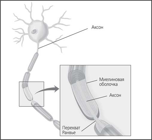 Иллюстрация к книге — Мозг. Как он устроен и что с ним делать [i_059.jpg]