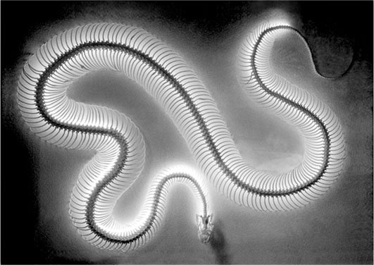 Иллюстрация к книге — Биология веры. Как сила убеждений может изменить ваше тело и разум [i_003.jpg]