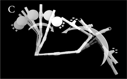 Иллюстрация к книге — Биология веры. Как сила убеждений может изменить ваше тело и разум [i_007.jpg]