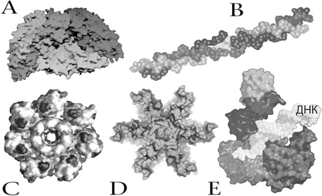 Иллюстрация к книге — Биология веры. Как сила убеждений может изменить ваше тело и разум [i_008.jpg]