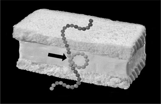 Иллюстрация к книге — Биология веры. Как сила убеждений может изменить ваше тело и разум [i_020.jpg]