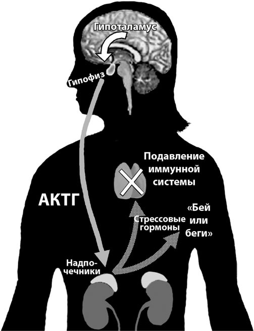 Иллюстрация к книге — Биология веры. Как сила убеждений может изменить ваше тело и разум [i_028.jpg]