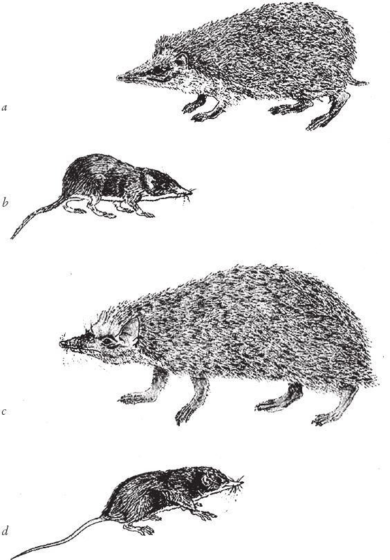 Иллюстрация к книге — Восхождение на гору Невероятности [i_010.jpg]