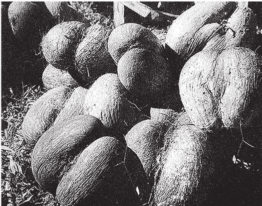 Иллюстрация к книге — Восхождение на гору Невероятности [i_013.jpg]