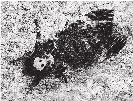 Иллюстрация к книге — Восхождение на гору Невероятности [i_014.jpg]