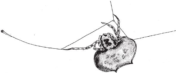 Иллюстрация к книге — Восхождение на гору Невероятности [i_026.jpg]