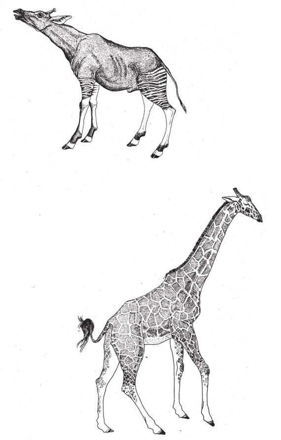 Иллюстрация к книге — Восхождение на гору Невероятности [i_036.jpg]