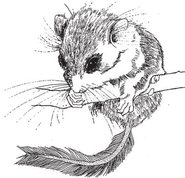 Иллюстрация к книге — Восхождение на гору Невероятности [i_038.jpg]