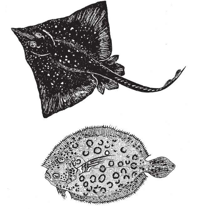 Иллюстрация к книге — Восхождение на гору Невероятности [i_043.jpg]