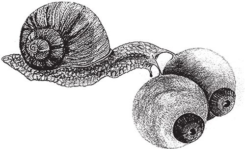 Иллюстрация к книге — Восхождение на гору Невероятности [i_044.jpg]