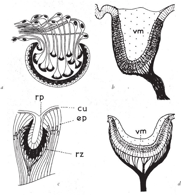 Иллюстрация к книге — Восхождение на гору Невероятности [i_047.jpg]