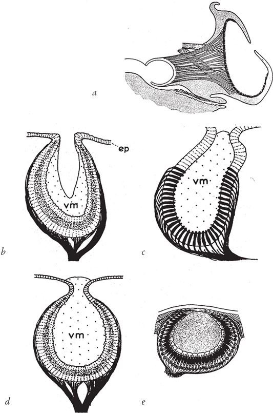 Иллюстрация к книге — Восхождение на гору Невероятности [i_051.jpg]