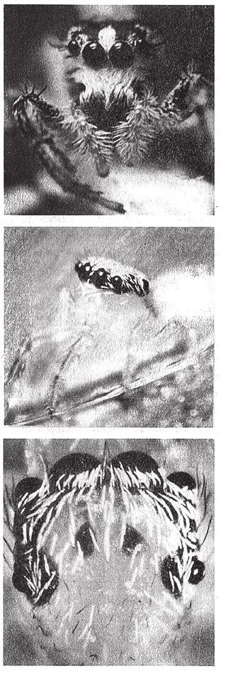 Иллюстрация к книге — Восхождение на гору Невероятности [i_060.jpg]