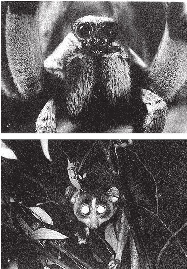 Иллюстрация к книге — Восхождение на гору Невероятности [i_062.jpg]