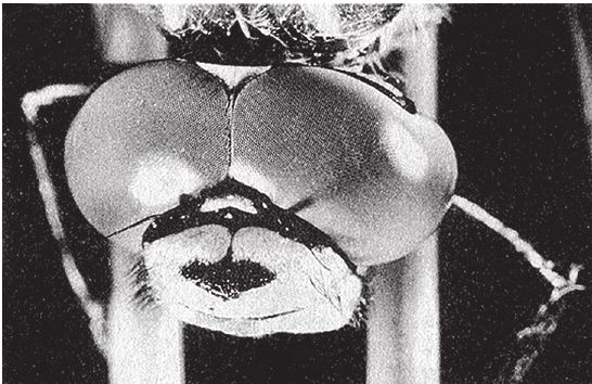 Иллюстрация к книге — Восхождение на гору Невероятности [i_064.jpg]